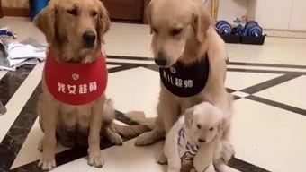 娱乐吃瓜酱送小狗