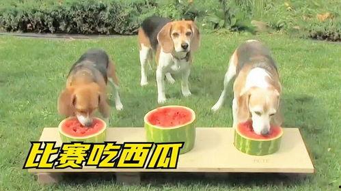 娱乐吃瓜酱送小狗