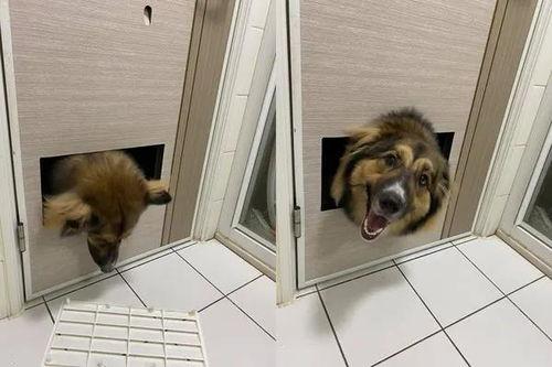 娱乐吃瓜养狗视频在线观看,在线观看乐翻天！